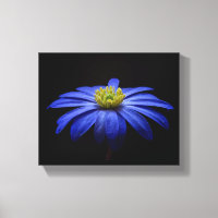 Blue Daisy Gerbera Flower on a Black background