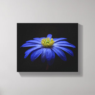 Blue Daisy Gerbera Flower on a Black background Canvas Print