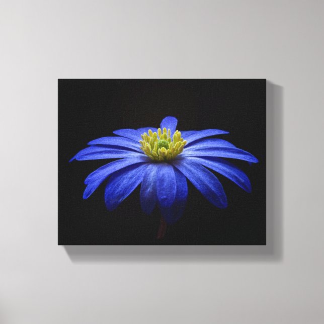 Blue Daisy Gerbera Flower on a Black background Canvas Print (Front)