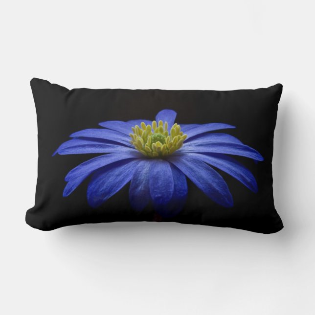 Blue Daisy Gerbera Flower on a Black background Lumbar Pillow (Front)