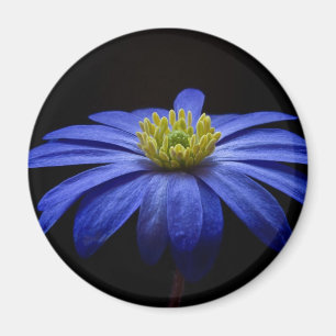 Blue Daisy Gerbera Flower on a Black background Magnet
