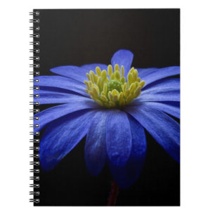 Blue Daisy Gerbera Flower on a Black background Notebook
