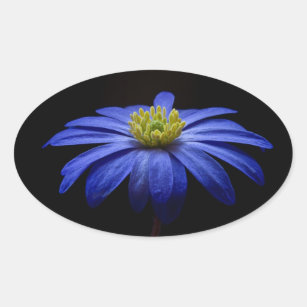 Blue Daisy Gerbera Flower on a Black background Oval Sticker