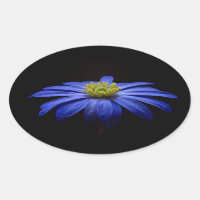 Blue Daisy Gerbera Flower on a Black background