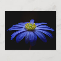 Blue Daisy Gerbera Flower on a Black background