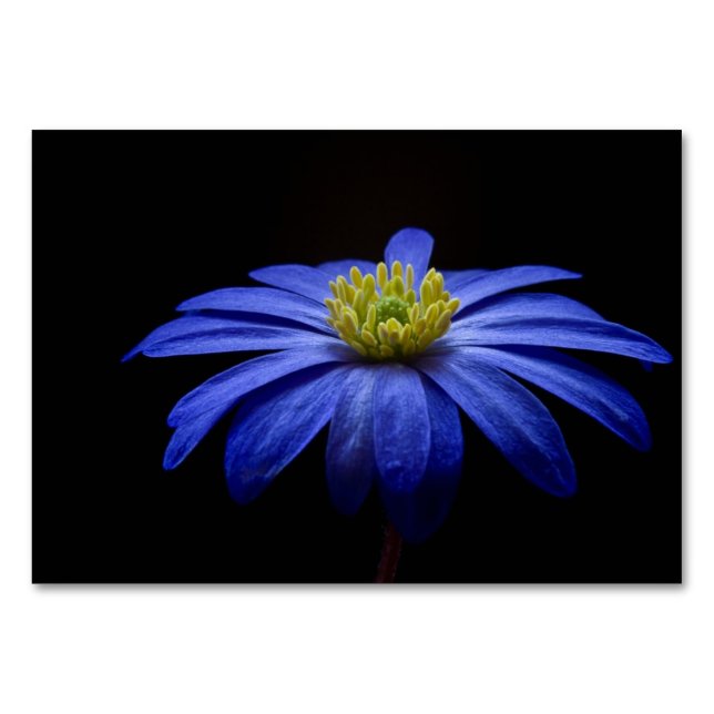 Blue Daisy Gerbera Flower on a Black background Table Number (Front)