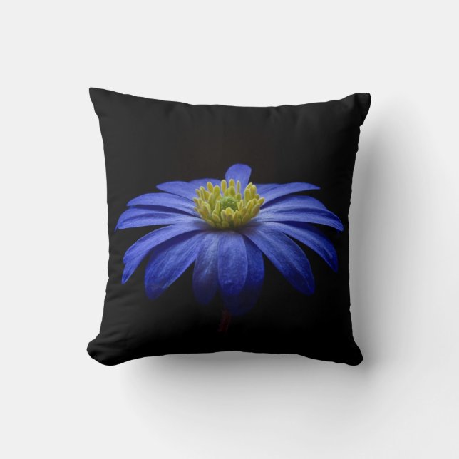 Blue Daisy Gerbera Flower on a Black background Throw Pillow (Front)