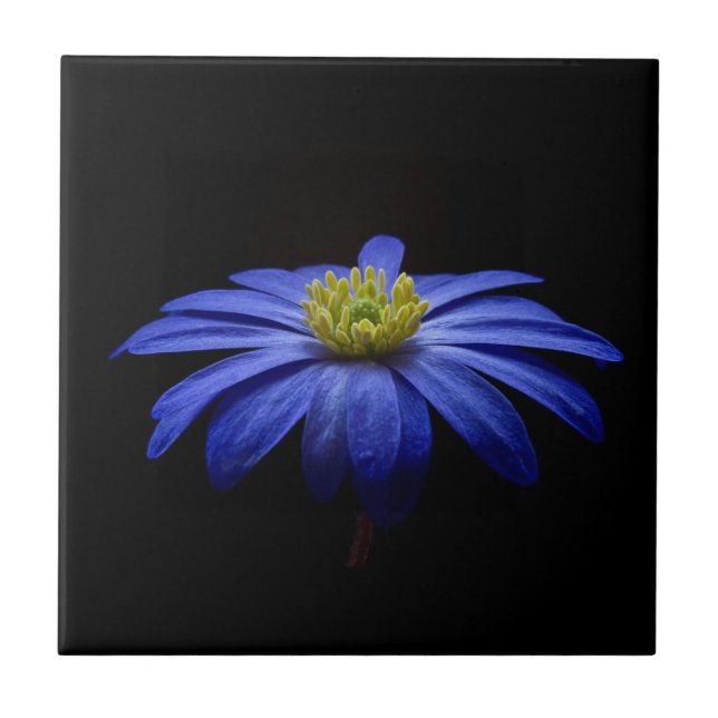 Blue Daisy Gerbera Flower on a Black background Tile (Front)