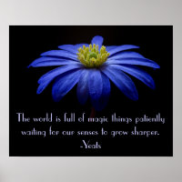 Blue Daisy with Yeats Quote