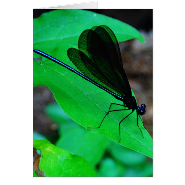 Blue Damselfly on a green leaf. (Devant)