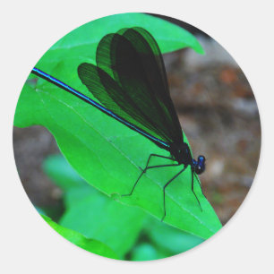 Blue Damselfly on a green leaf. Classic Round Sticker