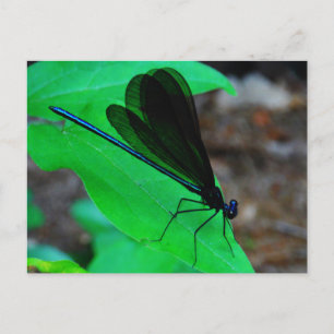 Blue Damselfly on a green leaf. Postcard