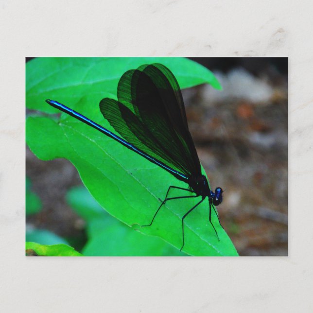 Blue Damselfly on a green leaf. Postcard (Front)