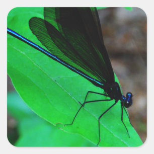 Blue Damselfly on a green leaf. Square Sticker