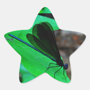 Blue Damselfly on a green leaf. Star Sticker