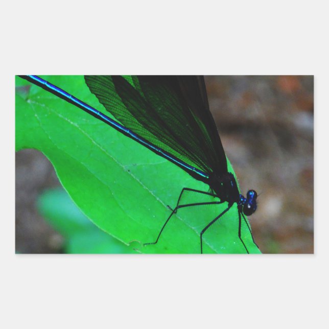 Blue Damselfly on a green leaf. Sticker (Front)
