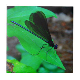 Blue Damselfly on a green leaf. Tile