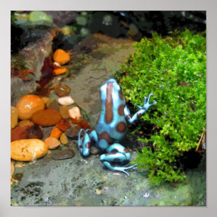 Blue Dart Frog CB Poster