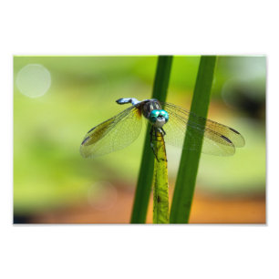 Blue Dasher Dragon Fly Photo Print