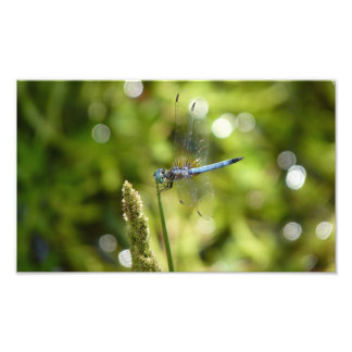 blue dasher dragonfly photo print