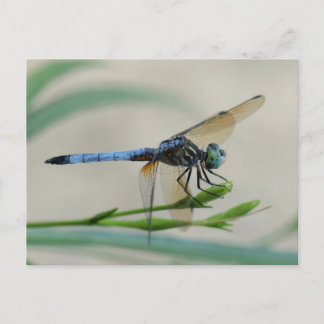 Blue Dasher perched on a Flower Bud Postcard