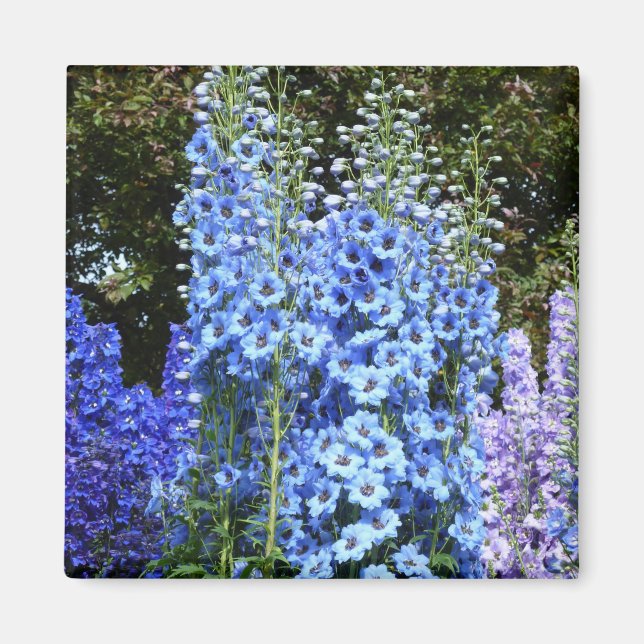 Blue Delphinium Floral Flowers Garden Nature Magnet (Front)