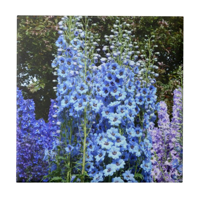 Blue Delphinium Floral Flowers Garden Nature Tile (Front)