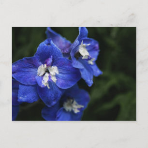 Blue Delphinium flower postcard