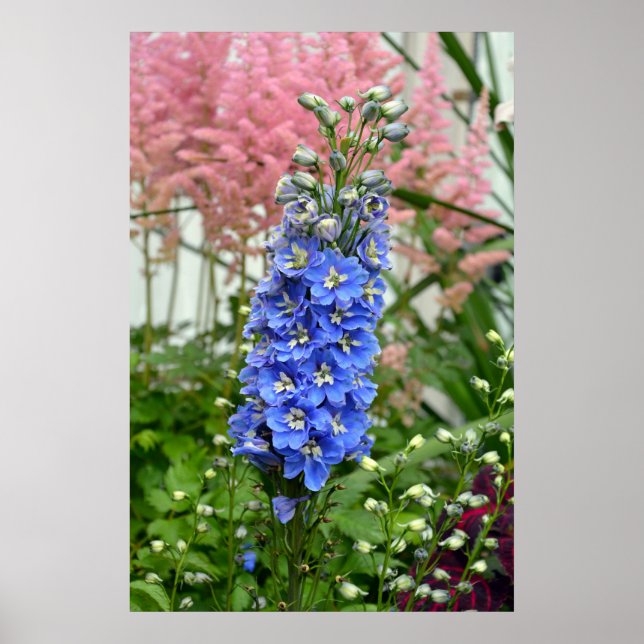 Blue delphinium flower poster (Front)