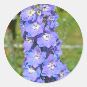 Blue delphinium flowers classic round sticker