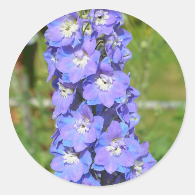 Blue delphinium flowers classic round sticker (Front)