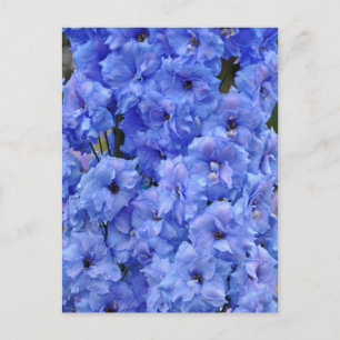 Blue delphinium flowers postcard