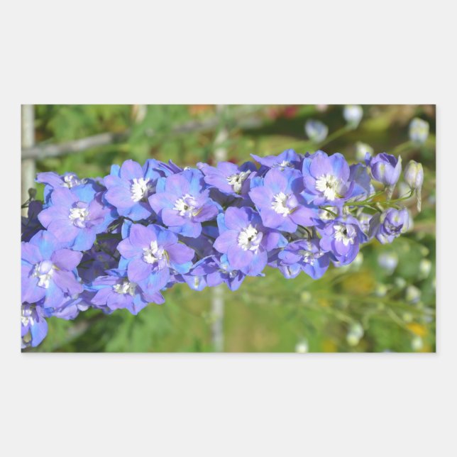 Blue delphinium flowers sticker (Front)