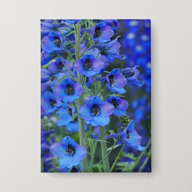Blue Delphiniums Badge (Front)