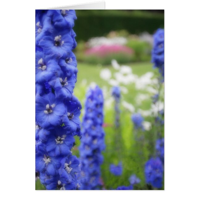 Blue delphiniums blank card (Front)