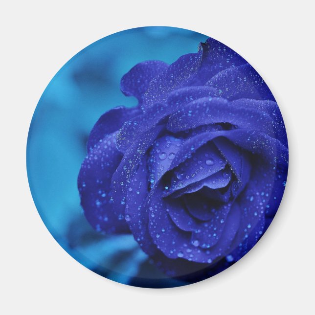 Blue Dewdrop Rose Magnet (Front)