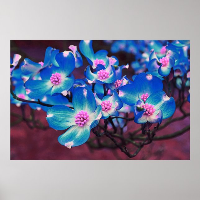 Blue Dogwood blossoms  Poster (Front)