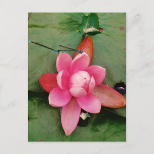Blue Dragonflies on a pink lotus flower Postcard