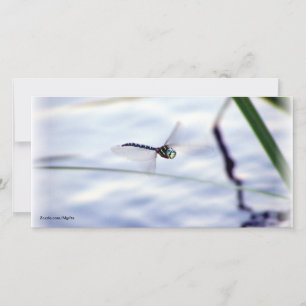 Blue Dragonfly