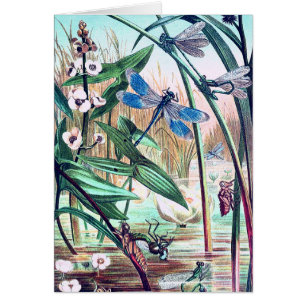 Blue Dragonfly at the pond vintage illustration 