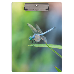 Blue Dragonfly Clipboard