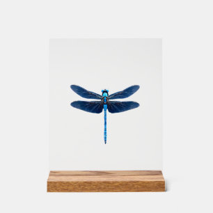 Blue Dragonfly - Insect Wildlife Animal Lover Ento Acrylic Sign
