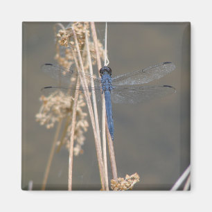 Blue dragonfly   magnet