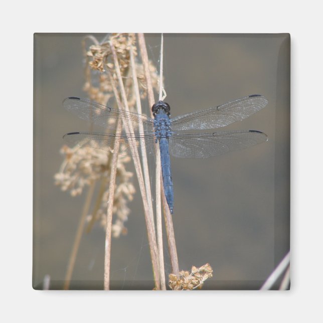 Blue dragonfly   magnet (Front)