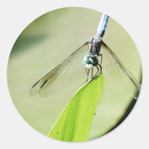 Blue Dragonfly on a green leaf Classic Round Sticker