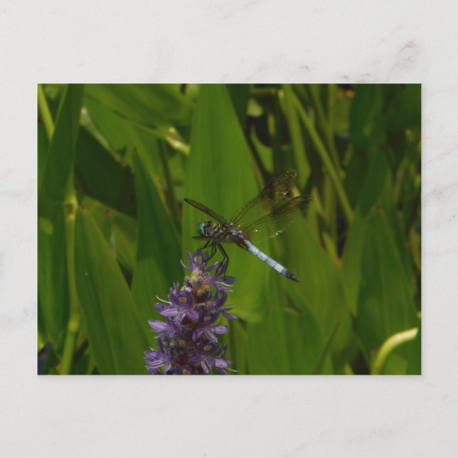 Blue Dragonfly on a Purple flower Postcard (Front)