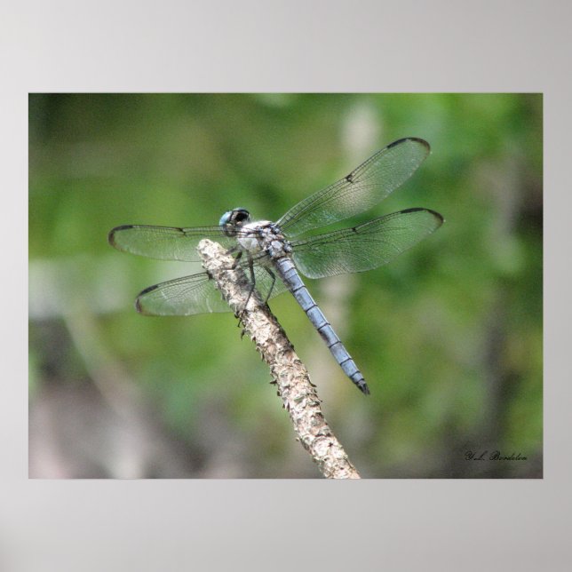 Blue Dragonfly on Perch Poster (Front)