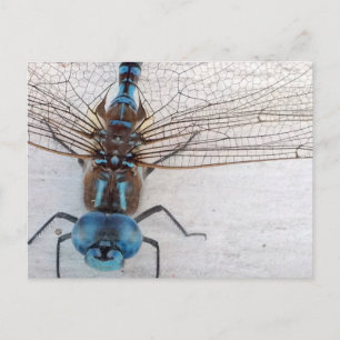 Blue Dragonfly Postcard