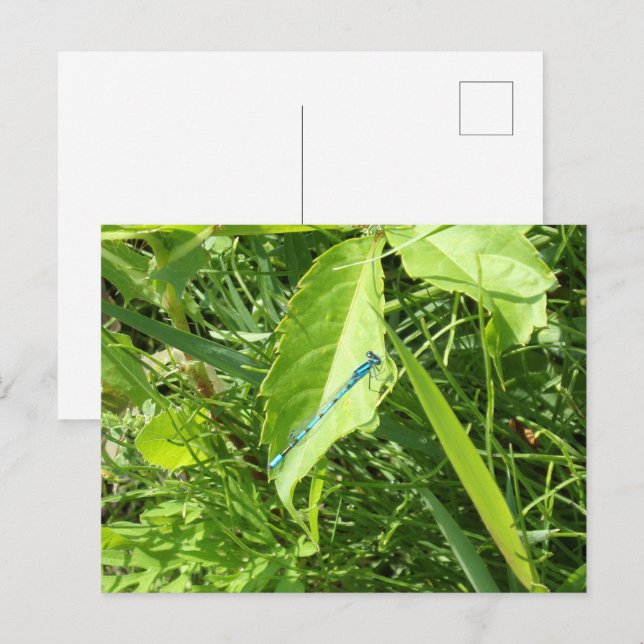 Blue Dragonfly Postcard (Front/Back)