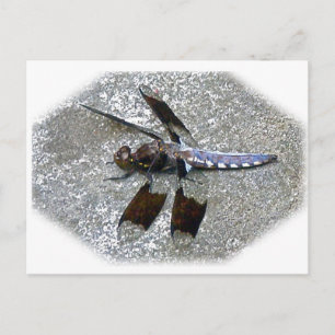 Blue Dragonfly Postcard